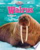 Walrus by Person, Stephen