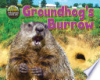 Groundhog's burrow by Phillips, Dee