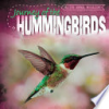 Journey_of_the_hummingbirds